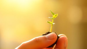 Mână ținând o plantă tânără, simbolizând idei noi.